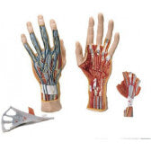 Anatomical Models